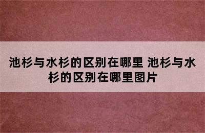 池杉与水杉的区别在哪里 池杉与水杉的区别在哪里图片